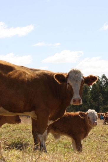Cattle genetics | MBFP | More Beef from Pastures